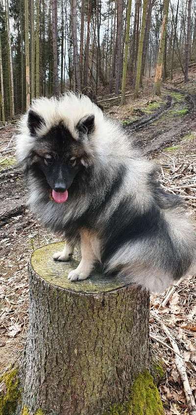 Fotochallenge No. 26                                     Wald und Wiese-Beitrag-Bild