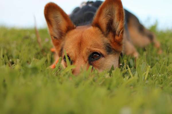 Hundetreffen-Spazieren gehen-Bild