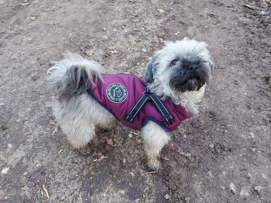 bolonka zwetna 😁-Beitrag-Bild