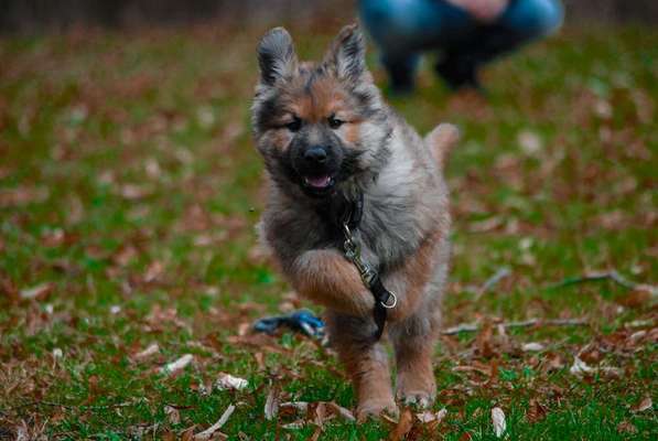 Challenge 23 : "  Euer Hund beim Frühlingserwachen "-Beitrag-Bild