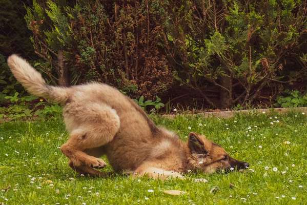 Die Dogorama Wochen Challenge: “Dein Hund im Urlaub”-Beitrag-Bild