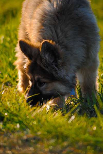 Foto's und Hundemodels-Beitrag-Bild