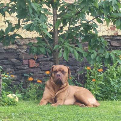 Hundetreffen-Gern begegnen, voneinander und miteinander lernen