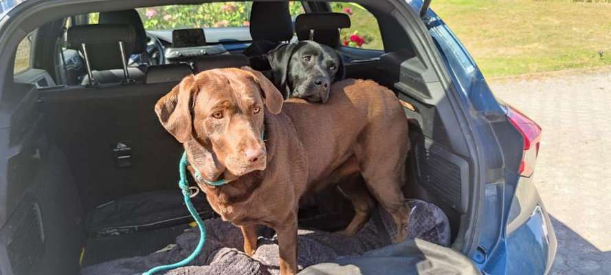 Hundetreffen-Such Mensch/Hund Teams für regäßGassirunde inklusive Training & Spaß Aktionen - Odenthal (glöbusch)-Bild