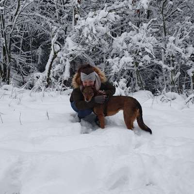 Hundetreffen-Gassirunde-Profilbild