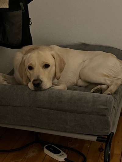 Goldador (Golden-Retriever - Labrador Mix)-Beitrag-Bild