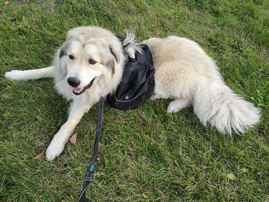 Fotochallenge Nr. 47 - Zeigt die Zähne-Beitrag-Bild