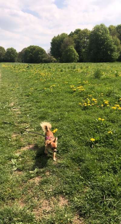 Hundetreffen-Chihuahua Treffen in Leverkusen-Bild