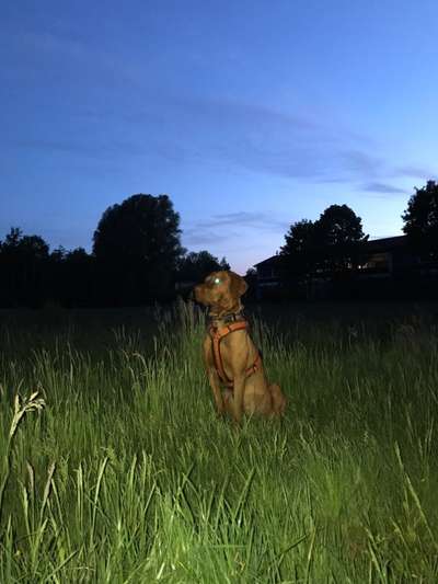 Magyar Vizsla UK-Beitrag-Bild