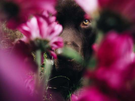 Foto's und Hundemodels-Beitrag-Bild