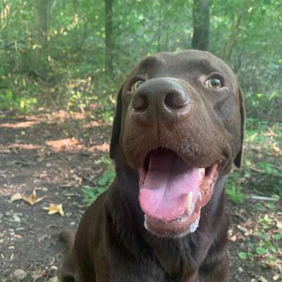 Hundetreffen-Gemeinsamer Spaziergang im Auwald-Bild