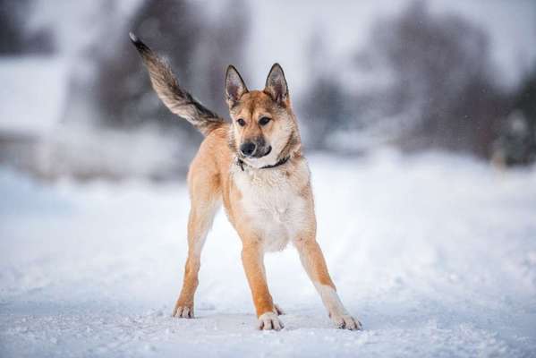 Sibirisch Europäisch Laika-Beitrag-Bild