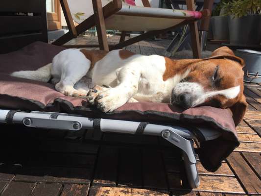 Wo sind die Jack und Parson Russell Terrier?-Beitrag-Bild