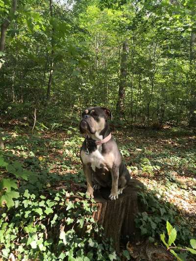 Hundetreffen-Bulli Spielgefährte gesucht-Bild