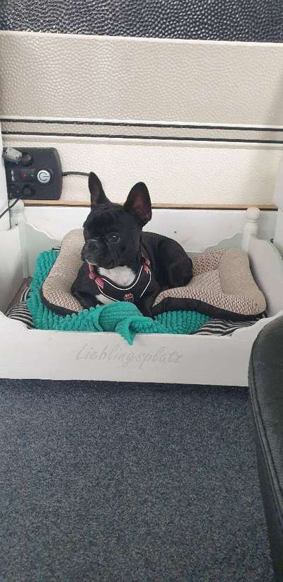 Französische Bulldoggen-Beitrag-Bild