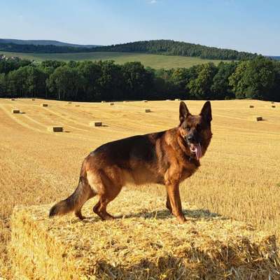 Hundetreffen-Hunde Treff in Zeigerheim-Bild