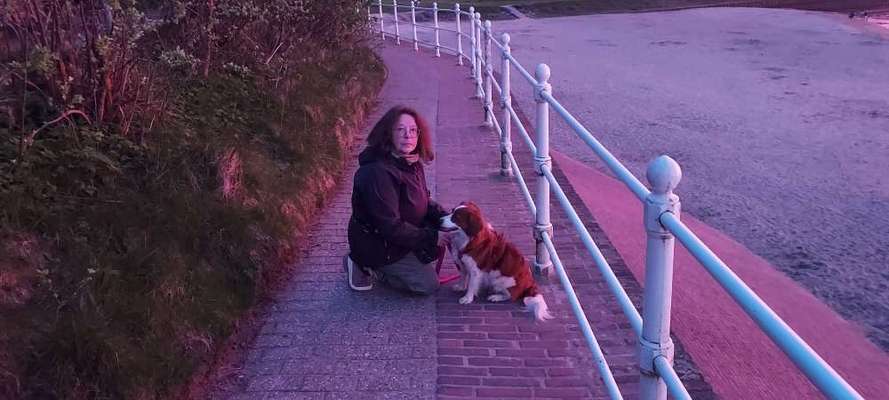 Kooikerhondje-Beitrag-Bild