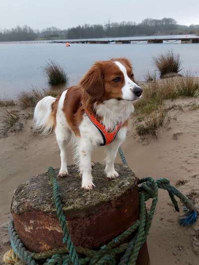 Kooikerhondje-Beitrag-Bild