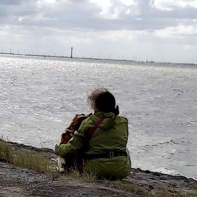 Kooikerhondje-Beitrag-Bild