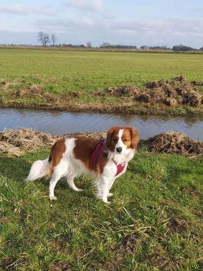 Kooikerhondje-Beitrag-Bild