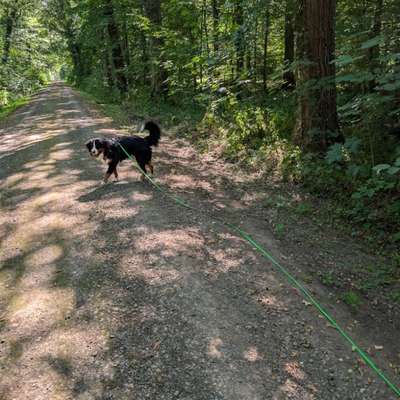 Hundetreffen-Gassi treffen/Training-Bild