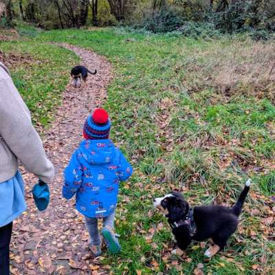 Hundeauslaufgebiet-Obstwiese Wunstorf-Bild
