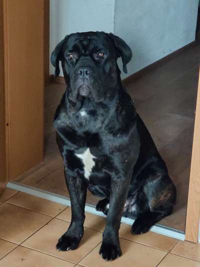 Rassensuche Cane Corso Italiano-Beitrag-Bild