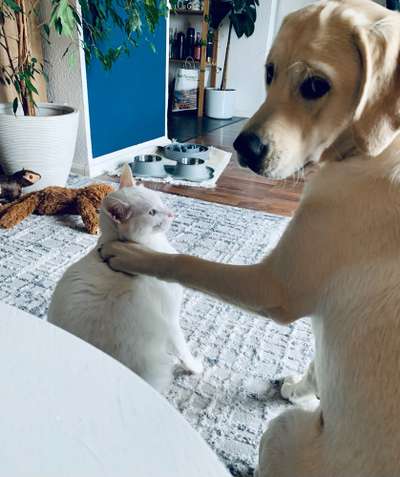 Katz und Hund-Beitrag-Bild