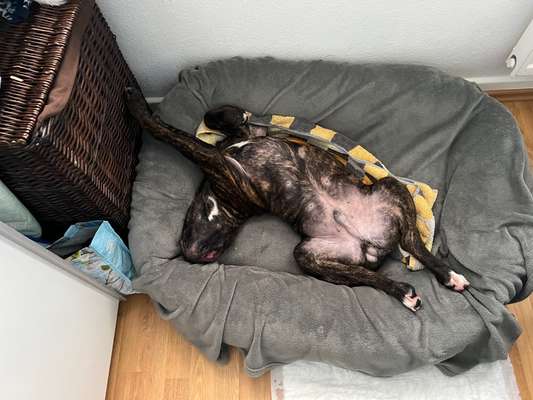 Foto Challenge - Zeigt her eure Bäuche-Beitrag-Bild