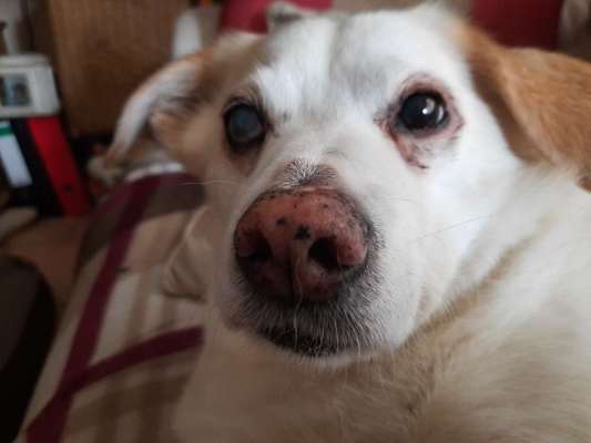 Mischlingshunde Foto Aufruf-Beitrag-Bild