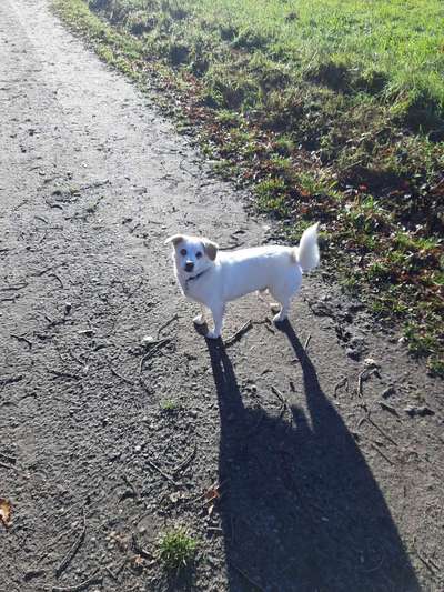 Mischlingshunde Foto Aufruf-Beitrag-Bild