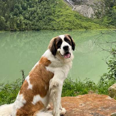 Hundetreffen-Hundefreunde gesucht-Bild