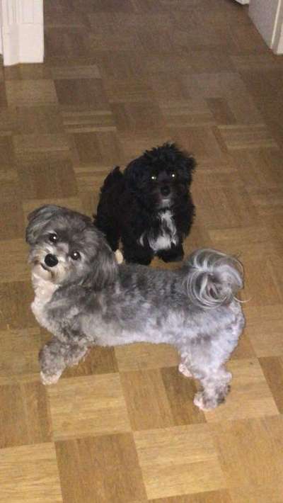 Dogorama Photo Challenge - Die besten Hundebuddys-Beitrag-Bild