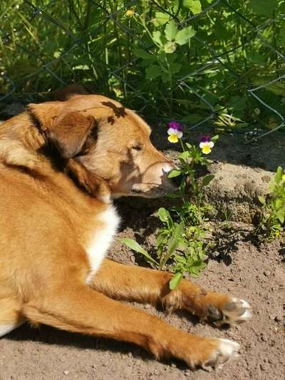 Die Dogorama Monats Challenge "Es grünt und blüht"-Beitrag-Bild