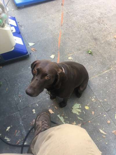 Sind hier Deutsch Kurzhaar/ Jagdhunde?-Beitrag-Bild