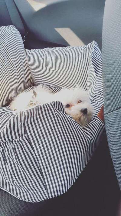 Die Dogorama Wochen Challenge-Beitrag-Bild