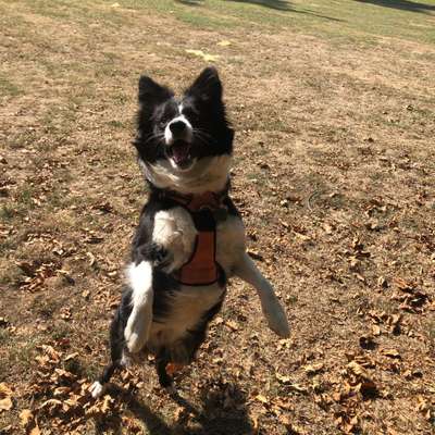 Hundetreffen-Ihr seid alle Willkommen-Profilbild