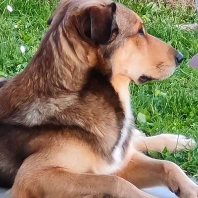 Hundetreffen-Beckenweiher, Neuweiher oder Straubing-Profilbild