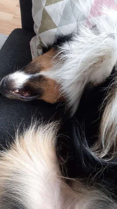 Die Dogorama Wochen Challenge-Beitrag-Bild