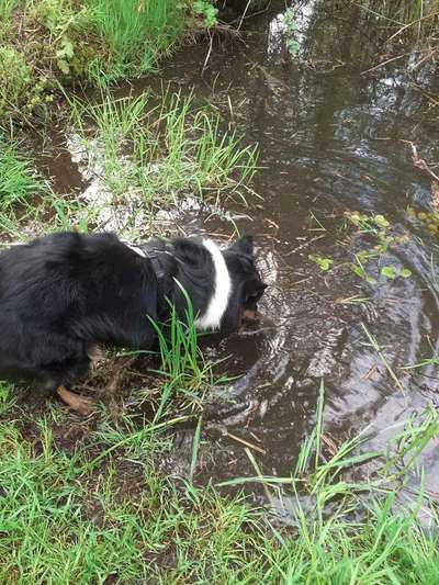 Dogorama-Monats-Challenge-Mai "Wasser"-Beitrag-Bild