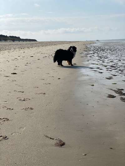 Hundeauslaufgebiet-Hundestrand Föhr (Utersum)-Bild