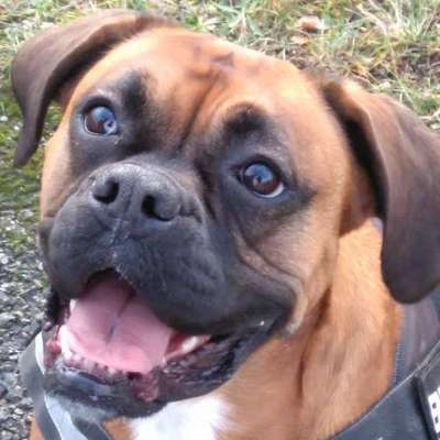 Unsere Fellnasen im Regenbogenland-Beitrag-Bild