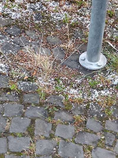 Giftköder-Schneckenkorn-Bild