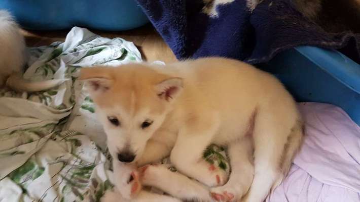 Welpen Bilder !-Beitrag-Bild