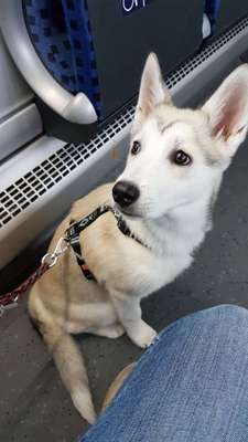 Welpen Bilder !-Beitrag-Bild