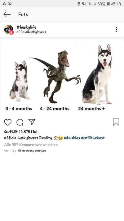 Hunde Memes-Beitrag-Bild