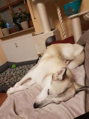 Welpen Bilder !-Beitrag-Bild