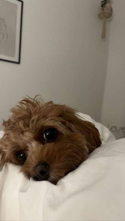 Alles rund um den Pudel-Beitrag-Bild