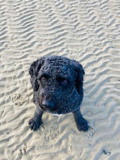 Hund aus dem Spanischen Tierschutz-Beitrag-Bild