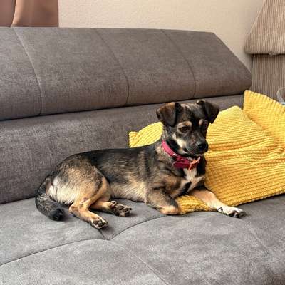 Hundetreffen-Hundekontakte für ängstliche Hündin gesucht-Bild